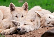 animals dogs 1920x1200 wallpaper Art HD Wallpaper